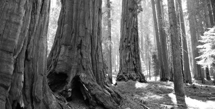 Sequoia BW.jpg